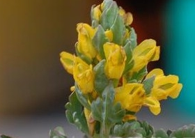 ���ѻ����Ĺ�Ч������