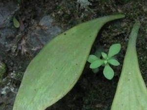 ������ǰާ�Ĺ�Ч������