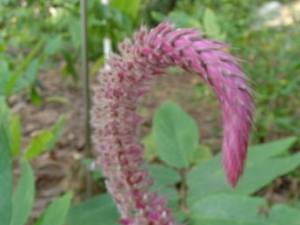 ����β�Ĺ�Ч������