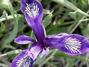 �����β�ӵĹ�Ч������