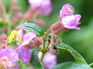 ����޵Ĺ�Ч������