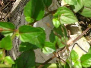 ��ĸ�ݵĹ�Ч������