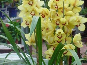 ��ͷ���Ĺ�Ч������