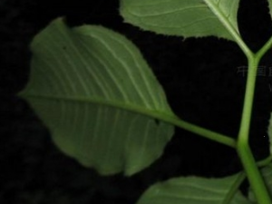 ��̨���Ĺ�Ч������