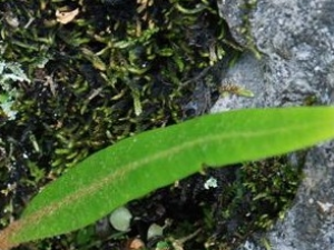 ��ʯΤ�Ĺ�Ч������