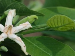 ������Ҷ�Ĺ�Ч������