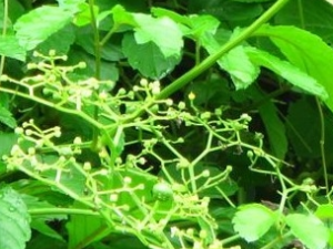 ��ţ���Ĺ�Ч������