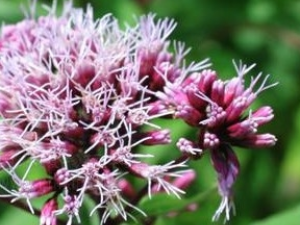 �칣�ݸ��Ĺ�Ч������