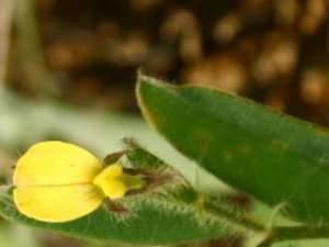 ������Ĺ�Ч������