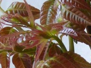 �������Ĺ�Ч������