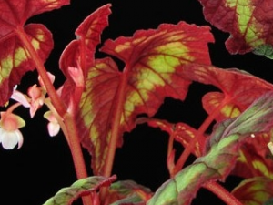 ��Ҷ�ﺣ�ĵĹ�Ч������