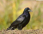 ���ڵ��Ĺ�Ч������