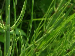 �ǽڲݵĹ�Ч������