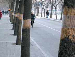 ������Ƥ