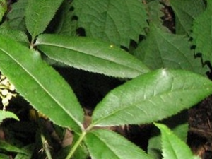 ��Ҷ��ӵĹ�Ч������