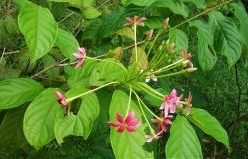 ��Ҷ�ض����Ĺ�Ч������