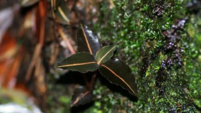 ��Ҷ����