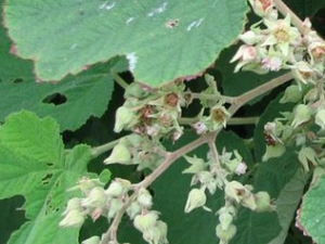 �����ݸ��Ĺ�Ч������