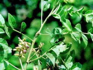 �ʲ��ҵĹ�Ч������