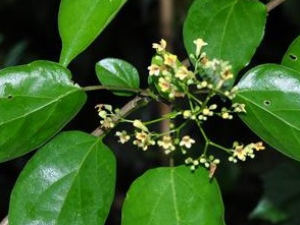 ���ƾ����Ĺ�Ч������