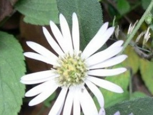 ��ͷ���ҵĹ�Ч������