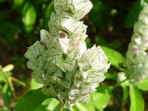 ��ͷ�����Ĺ�Ч������