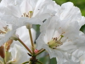 ��׶ž�Ĺ�Ч������