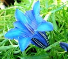 ��ͷ��Ĺ�Ч������