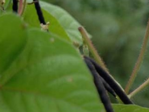 ��С��ѿ�Ĺ�Ч������