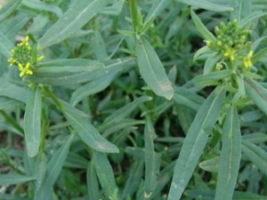 �����ǽ�Ĺ�Ч������