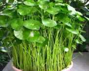 ��ëҶ������Ĺ�Ч������