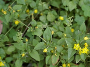 ��ë�Խ�ݵĹ�Ч������