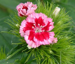 �⹣˿ʯ��Ĺ�Ч������