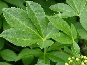 ��ë���Ƥ�Ĺ�Ч������