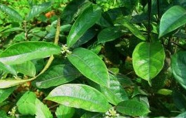 �����ꪵĹ�Ч������