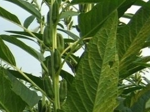 ����Ҷ�Ĺ�Ч������