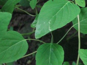 �����εĹ�Ч������