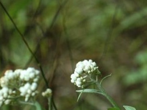 ��Ҷ��ͷ�̵Ĺ�Ч������