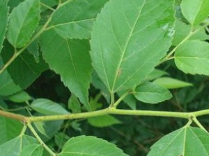 ��Ҷ��Ƥ�Ĺ�Ч������