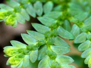 ����ݵĹ�Ч������