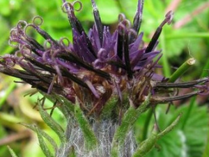 �ѹ�ӢҶ��ë�յĹ�Ч������