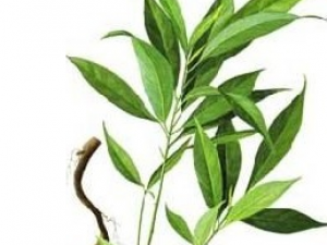 ����Զ־�Ĺ�Ч������