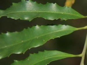 ��Ҷ���ӵĹ�Ч������