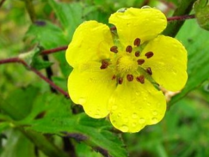 ����Ҷ�Ĺ�Ч������