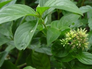 ��ҶľҶ�Ĺ�Ч������