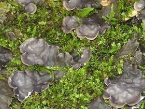 ��ʯ���Ĺ�Ч������