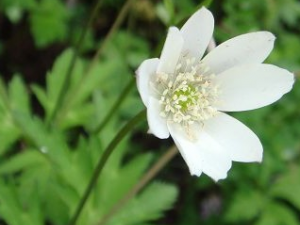 ���ƲݵĹ�Ч������