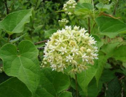 �ϽڲεĹ�Ч������