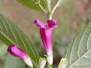 �۳�������Ĺ�Ч������