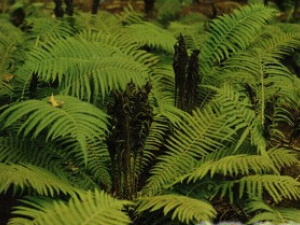 �輦ͷ�Ĺ�Ч������